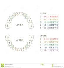 Tooth Chart Human Teeth Stock Vector Illustration Of