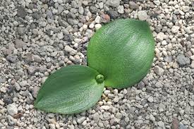 Image result for Trachyandra burkei