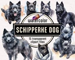 Watercolor Schipperke Dog PNG Clipart