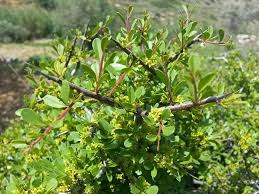 Image result for Rhamnus staddo