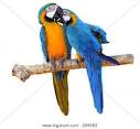pictures of 2 parrots together