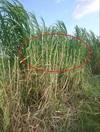 Cara panen rumput odot yang baik adalah dengan memotong rumput odot di bagian pangkal batang sekitar 5cm dekat dengan tanah. Memotong Rumput Gajah Dengan Benar Meningkatkan Produksi Pakan Pakan Ternak Ruminansia Unggas