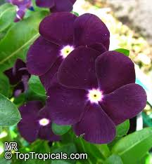 Image result for Catharanthus roseus