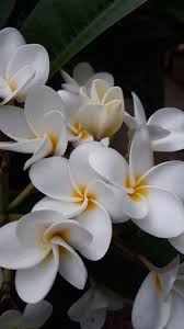 Pin Di Flowers