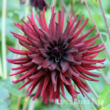 Black Narcissus Dahlia Dahlia Narcissus Plant Bugs