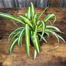 Image result for Chlorophytum silvaticum