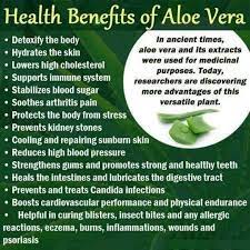 Aloe vera is a succulent plant native to hot, dry climates with little rainfall, such as africa. Veranike Setiawati Veranikes Profile Pinterest
