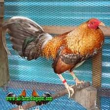 Ayam peru, atau ayam peruvian adalah salah satu jenis ayam yang banyak dimiliki untuk kepentingan adu ayam atau sabung ayam. Justin C Just84cor Profile Pinterest