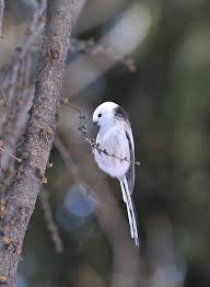 森林精靈 銀喉長尾山雀 超萌圓滾滾小鳥 圖片4 animals wild ones nature