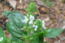 Image result for Ocimum lamiifolium