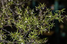 Image result for Fagopyrum snowdenii