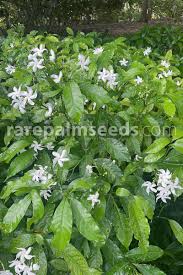 Image result for Tabernaemontana ventricosa