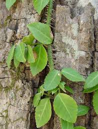 Image result for Euonymus fortunei
