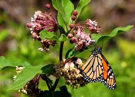 Common Milkweed Uses And Natural Remedies Milkweed Milkweed Plant Milkweed Flower
