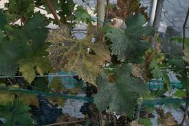 Image result for Pseudopeziza tracheiphila