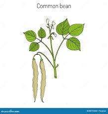 Image result for Phaseolus