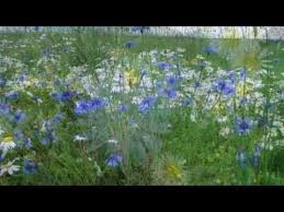 красивая музыка востока Beautiful Music Of The East Mp3 Relaks Shopen Krasivaya Uspokaivayushaya Muzyka Youtube Spiritual Music Music Heals Relaxing Music