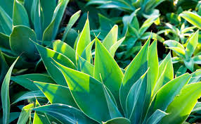 Water your cacti when the roots dry out and inspect your plants regularly. Agave Burke S Backyard