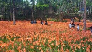 Demi mengejar like yang banyak di media sosial, segerombolan orang dengan rela dan penuh antusis melakukan aksi selfie di kebun bunga amarilis yang tengah tumbuh dan berbungan. Kebun Bunga Amarilis Di Gunungkidul Kembali Mekar Pengunjung Langsung Menyerbu Halaman All Tribun Jateng
