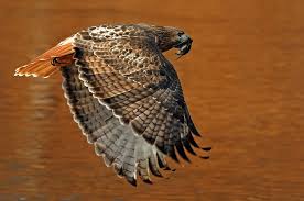 Birds Of Prey Upstate New York Hawk In Flight Upstate New York November 2009 Photo By Graham Owen Birds