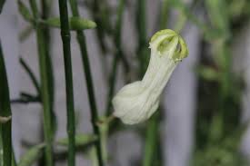 Image result for Ceropegia schultzei