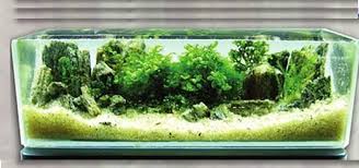 Utilizing numerous aquatic plants, a beautiful dutch aquascape implements a rich variety of species of plants. Gardening For The Nano Aquascape Tropical Fish Hobbyist Magazine