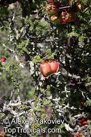 Image result for Erythrophysa