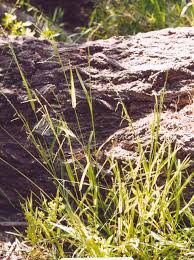 Image result for Ehrharta erecta