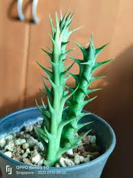 Image result for Orbea caudata