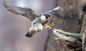 Also frequents mudflats and open areas with shorebirds. Falcon Nest Cams For 2020 The Common Naturalist