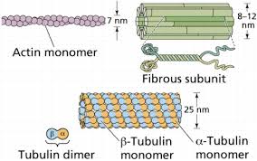 Cells Ii Cellular Organization