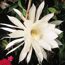 Cactus plants like the peruvian apple cactus not only thrive in the hot, dry desert conditions but also have potential as a commercial agricultural crop. Night Blooming Cereus Epiphyllum Oxypetalum For Sale At Logee S