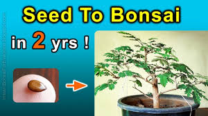 Maybe you would like to learn more about one of these? How To Grow Bonsai Trees From Seed Subtitles Available Youtube