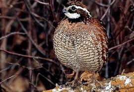 Designated as the official state bird in 1931, the valley quail is native to north america and is considered to be highly adaptable to its climatic conditions. Quail Facts