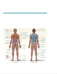 Human Body Cavities | Ck-12 Foundation