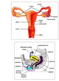 Female Reproductive System Diagram Labeled Elegant Well Labelled Diagram Female Reproduc In 2020 Female Reproductive System Reproductive System Word Problem Worksheets