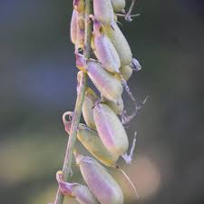 Image result for Crotalaria torrei
