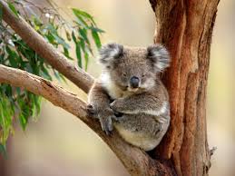 Image result for koalas