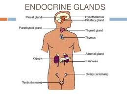 New Blog Post The Difference Between An Endocrine Gland And An Exocrine Gland Fitness Health Science Exocrine Gland Endocrine Endocrine System