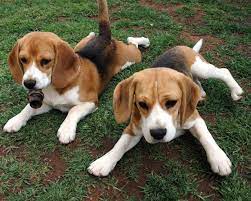 Future Puppy Hopefully This Summer Cute Beagles Beagle Puppy Foxhound Puppy