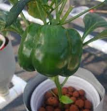 Porch Vegetable Garden Growing Bell Peppers Growing Vegetables