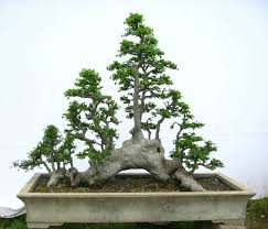 Æ¦æ¦çæ¯æ¬£èµ Èºèçæ¥å¿ Ç½æåå®¢ Bonsai Tree Japanese Bonsai Bonsai Forest