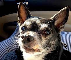 Chihuahua Lifespan The Dog That Will Grow Up With Your Kids K9 Web