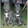 Cane Corso Dog Breed Information - American Kennel Club