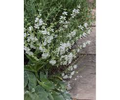 Image result for Xerophyta argentea