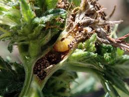 167,863 likes · 2,270 talking about this · 271,752 were here. Hemp Insect