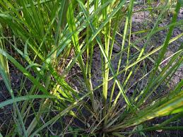 Image result for Panicum monticola