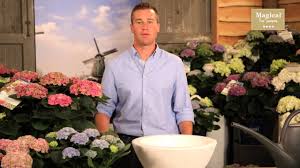 Anschließend entfernen sie den topf und stellen die hortensie für ein paar minuten in einen eimer mit wasser, damit sich der. Magical Four Seasons Wann Pflanzt Man Eine Hortensie Am Besten Youtube
