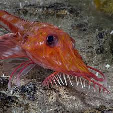 Image result for Pycnosphaera