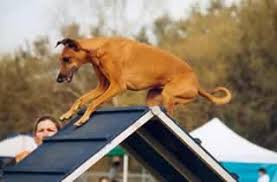 Fido Finishing School Mandeville Dog Training Obedience Dog Obedience Dog Training